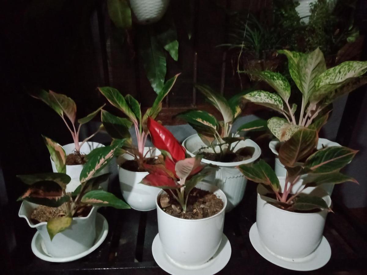 פורטו פרינססה Dalinda'S Homestay מראה חיצוני תמונה